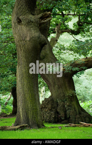 Vecchi alberi di quercia Brocton ceduo Cannock Chase Foto Stock