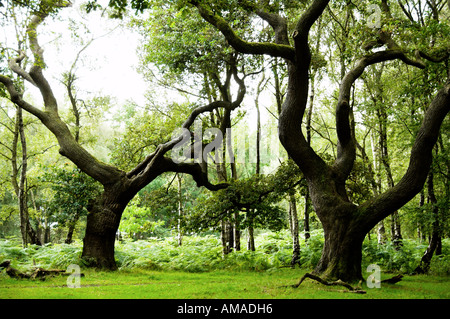 Vecchi alberi di quercia Cannock Chase Brocton ceduo Foto Stock