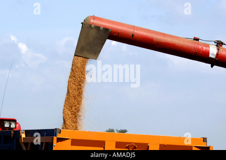 Trasferire i raccolti dal dispositivo di prelievo ad attendere il trattore e il rimorchio Foto Stock