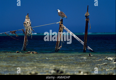 "Petto bianco aquila del mare", Australia Foto Stock