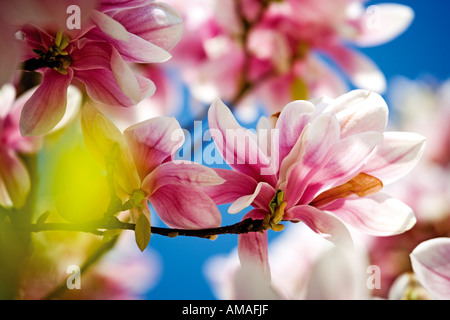 Fiori di Magnolia, close-up Foto Stock