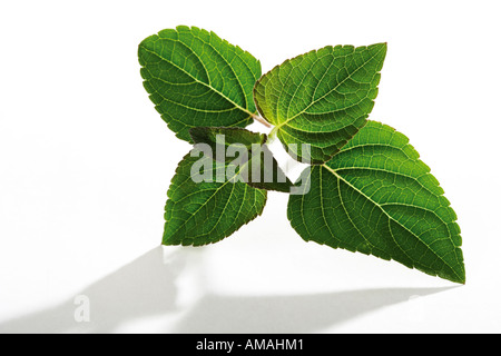 La salvia, salvia rutilans Foto Stock