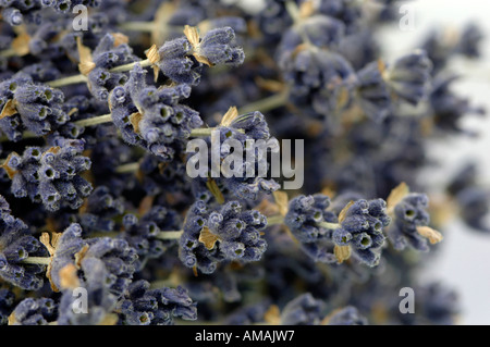 Mazzi di fiori secchi di lavanda in piccoli grappoli aromatici in un  negozio di fiori all'aperto in Provenza, Francia. Bouquet di lavanda in  legno viola d'epoca Foto stock - Alamy