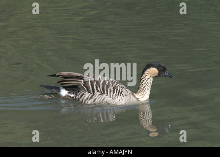 Ne ne o oca hawaiana Branta sandvicensis acqua uccelli viventi Foto Stock