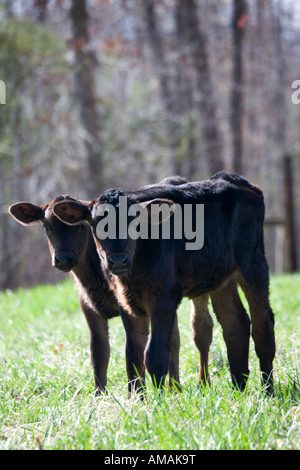 Due Polpacci in piedi a fianco a fianco in un campo Foto Stock