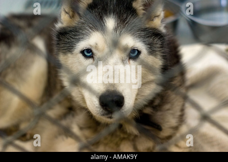 Un bellissimo Husky trovati vaganti e tenuto a crocevia animal shelter in Bellevue WA sperando che i suoi proprietari possono trovare lui. Foto Stock