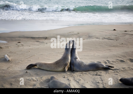 Due guarnizioni di tenuta su una spiaggia Foto Stock