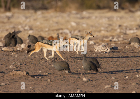 Backup nero sciacalli che corre attraverso le faraone (Canis mesomelas) Foto Stock