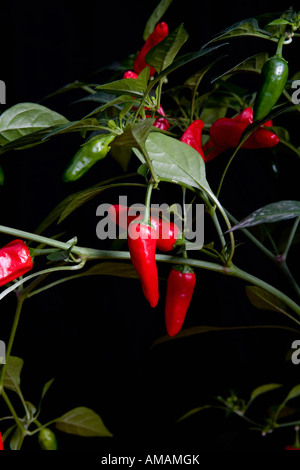 Particolare di una pianta di peperoncino Foto Stock