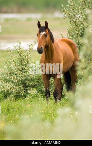 Cavallo marrone, close-up Foto Stock