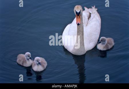 Mute (White Swan e cygnets Foto Stock