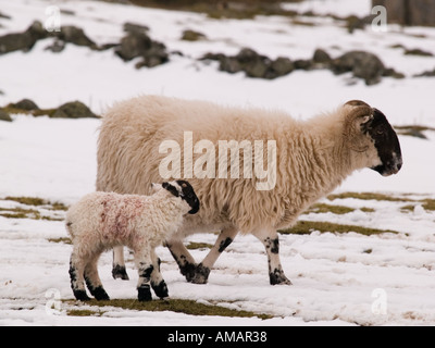 SCOTTISH BLACKFACE OVINI Pecora con agnello neonato in neve di primavera Aberdeenshire Scozia UK Gran Bretagna Foto Stock