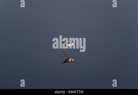 Pied o black-winged stilt, [Sud Australia] Foto Stock