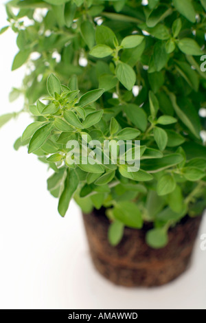 Vasi di origano, close-up Foto Stock