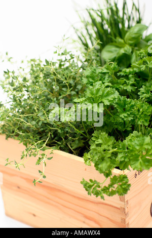Herb piante in vaso di legno, close-up Foto Stock