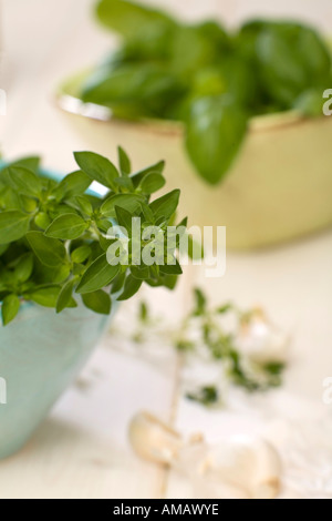 L'origano e basilico in vaso, close-up Foto Stock
