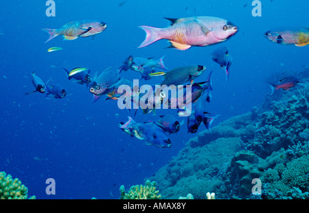 Il creolo Wrasse Clepticus parrai Antille Olandesi Bonaire Mar dei Caraibi Foto Stock