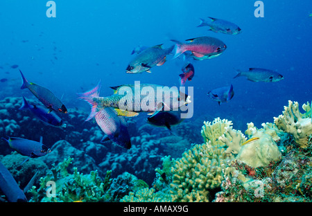 Il creolo Wrasse Clepticus parrai Antille Olandesi Bonaire Mar dei Caraibi Foto Stock