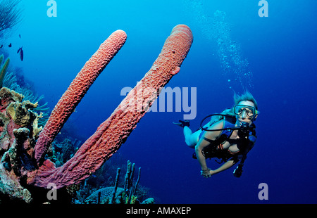 Scuba Diver e tubo da stufa di lavanda spugna Aplysina archeri Antille Olandesi Bonaire Mar dei Caraibi Foto Stock