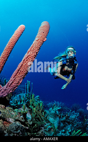 Scuba Diver e tubo da stufa di lavanda spugna Aplysina archeri Martinica Antille Francesi Mar dei Caraibi Foto Stock