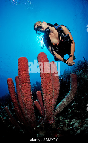 Scuba Diver e tubo da stufa di lavanda spugna Aplysina archeri Antille Olandesi Bonaire Mar dei Caraibi Foto Stock