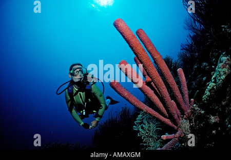 Scuba Diver e tubo da stufa di lavanda spugna Aplysina archeri Guadalupa French West Indies Mar dei Caraibi Foto Stock