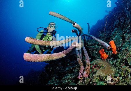 Scuba Diver e tubo da stufa di lavanda spugna Aplysina archeri Antille Olandesi Bonaire Mar dei Caraibi Foto Stock