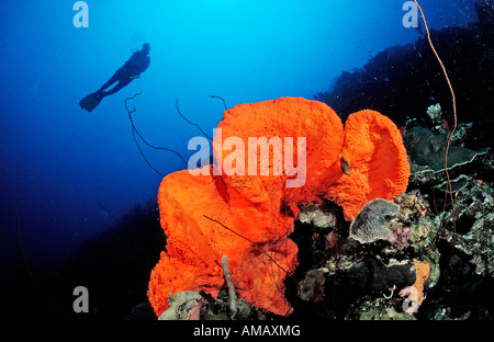 Scuba Diver e Orange a orecchio di elefante spugna Agelas clathrodes Antille Olandesi Bonaire Mar dei Caraibi Foto Stock