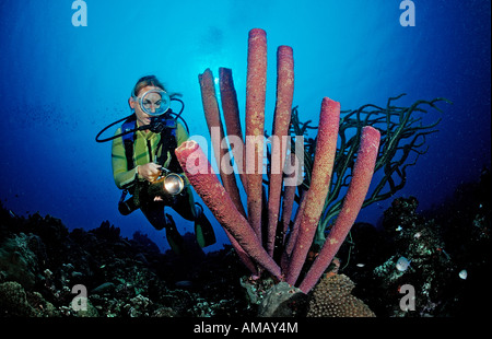 Scuba Diver e tubo da stufa di lavanda spugna Aplysina archeri Dominica French West Indies Mar dei Caraibi Foto Stock