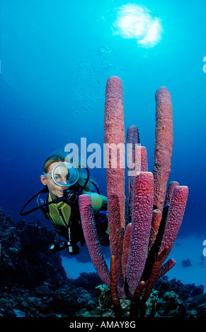 Scuba Diver e tubo da stufa di lavanda spugna Aplysina archeri Antille Olandesi Bonaire Mar dei Caraibi Foto Stock