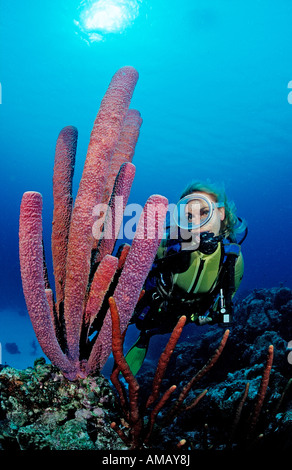 Scuba Diver e tubo da stufa di lavanda spugna Aplysina archeri Saint Lucia French West Indies Mar dei Caraibi Foto Stock