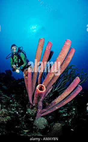 Scuba Diver e tubo da stufa di lavanda spugna Aplysina archeri Antille Olandesi Bonaire Mar dei Caraibi Foto Stock