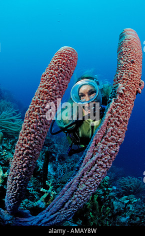 Scuba Diver e tubo da stufa di lavanda spugna Aplysina archeri Antille Olandesi Bonaire Mar dei Caraibi Foto Stock