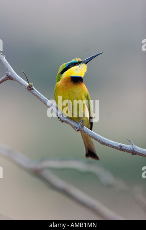 Poco gruccione Merops pusillus Foto Stock