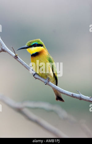 Poco gruccione Merops pusillus Foto Stock