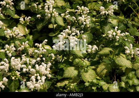 Primo piano di ortica morta bianca ortica fiori fiori in giardino estivo Inghilterra Regno Unito GB Gran Bretagna Foto Stock