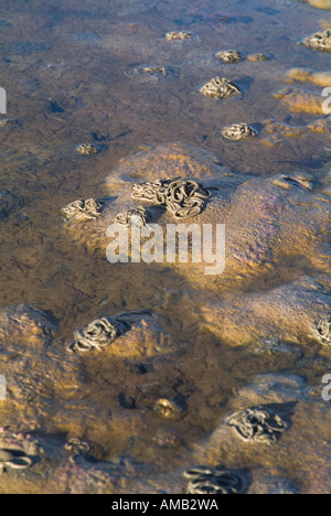 dh LUGWORM VERMI UK Arenicola marina sabbia calata su sabbia spiaggia Waulkmill Bay Orkney primo piano vita marina scozzese fangflat Foto Stock