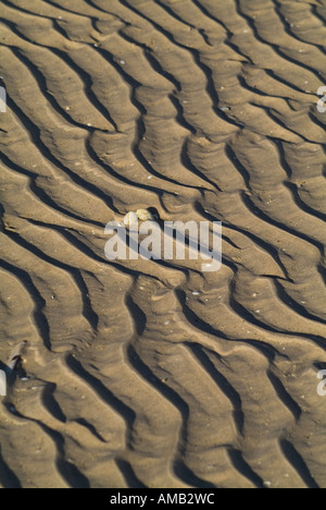 Dh increspatura commestibili due gusci UK Cerastoderma edule shell si è incagliata sulla spiaggia sabbiosa della baia Waulkmill Orkney Foto Stock