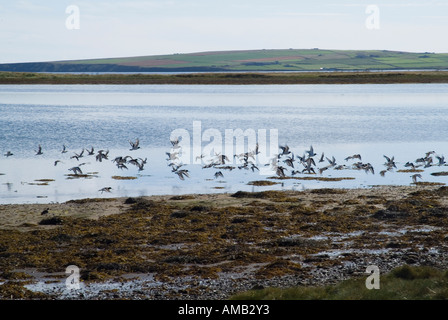 dh Haematopus ostralegus TANKERNESS ORKNEY Flock di Oystercatcher decollo Over Deer Sound Oyster catchers scotland volo uccelli uk spiaggia Foto Stock