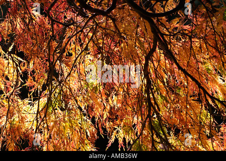 Una forte luce del sole splendente contre jour o retroilluminato attraverso l'autunno foglie colorate di un acero giapponese acer palmatum Foto Stock