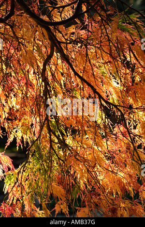 Una forte luce del sole splendente contre jour o retroilluminato attraverso l'autunno foglie colorate di un acero giapponese acer palmatum Foto Stock