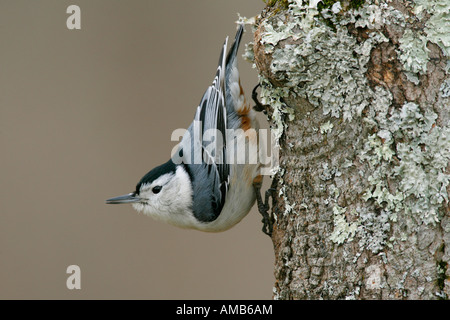 Petto bianco picchio muratore Foto Stock