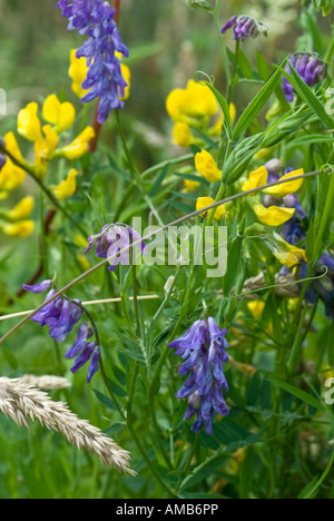 Viola tufted Vetch Vicia cracca fiori selvatici Foto Stock