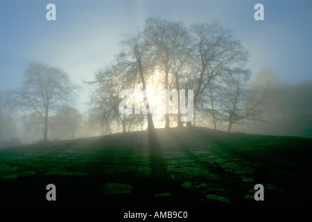 Inverno faggi con il sole che splende attraverso la nebbia Shropshire England Regno Unito Regno Unito GB Gran Bretagna Europa UE Foto Stock
