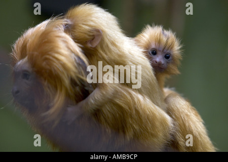Lion Tamarin, Golden Lion Tamarin (Leontopithecus rosalia, Leontideus rosalia), con neonati Foto Stock