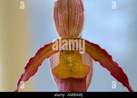 Primo piano frontale di Paphiopedilum insigne lady slipper orchid Foto Stock