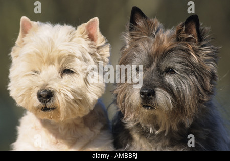 Cairn Terrier (grigio) (Canis lupus familiaris) e West Highland Terrier (bianco) , ritratto Foto Stock