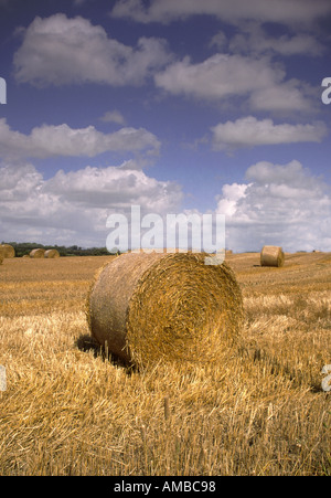 Balle di fieno in un campo Foto Stock