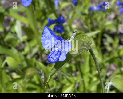 Dayflower (Commelina tuberosa, Commelina coelestis), fioritura Foto Stock