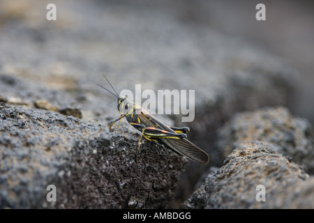 Grande dipinto di locusta, Galapagos (Locust Schistocerca melanocera), il singolo individuo sulla lava, Ecuador, Galapagos, Fernandina, Pu Foto Stock